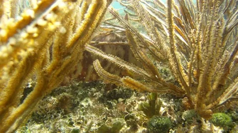 Fish: Hog Snapper Camouflage Stock Footage 7755909