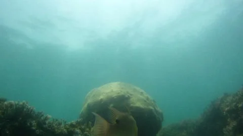 Fish: Hog Snapper on Reef 1 Stock Footage 7755880