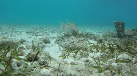 Fish: Hog Snapper on Sand Stock Footage 7755888