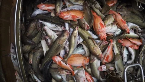 Fish in the hold. Stock Footage 95464733