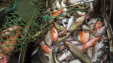 Fish in the hold. Vídeos de archivo 95465115