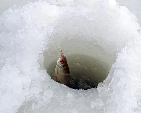The fish in the hole Stock Photos