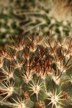 Fish hook cactus-Ferocactus Stock Photos