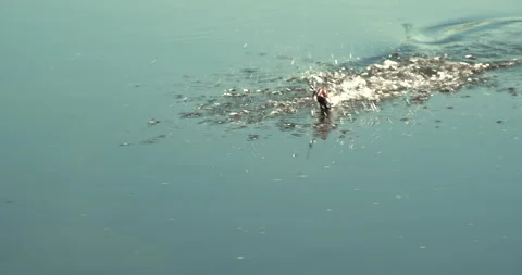 Fish on a hook close-up Stock Footage 154989482