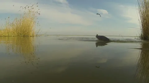 Fish on the hook Video stock 36791921