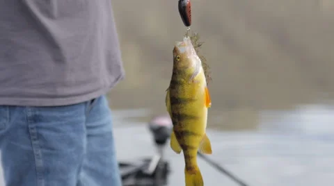 Fish on a hook 動画素材 50805378