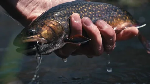 Fish On The Hook Stock Footage 231824065