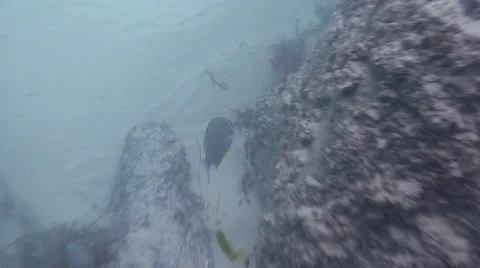 Fish hook in the mouth of the bream, seems to be functioning well, underwater, 動画素材 61908482