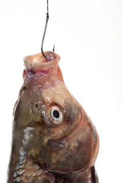 Fish on a hook Stock Photos