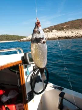 Fish on the hook Foto stock