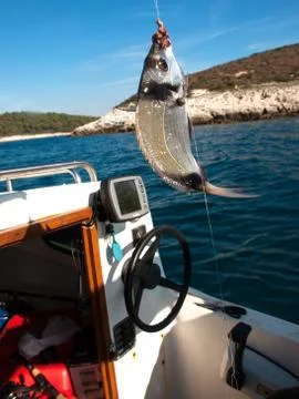 Fish on the hook Stock Photos