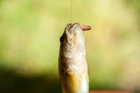 Fish on a hook Stock Photos