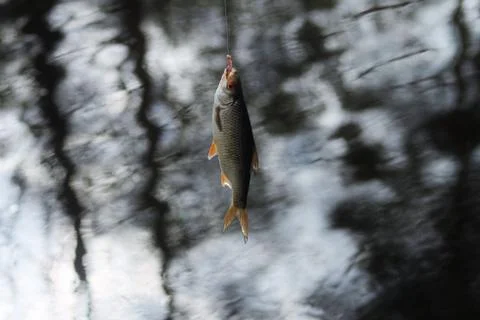 Fish on a hook. Stock Photos