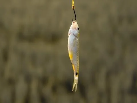 The fish in hook Stock Photos