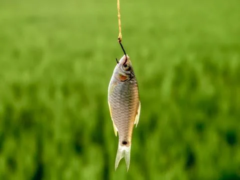 The fish on hook Stock Photos