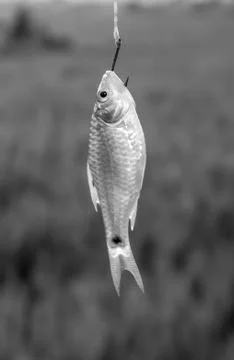 The fish on hook Stock Photos