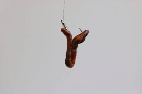 Fish hook with worm isolated. Macro Stock Photos