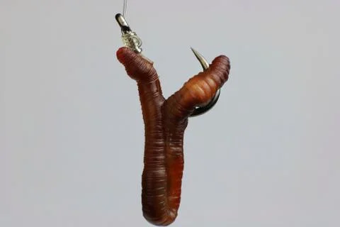 Fish hook with worm isolated. Macro Stock Photos
