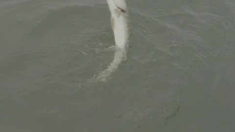 A fish is hooked Stock Footage 121660842