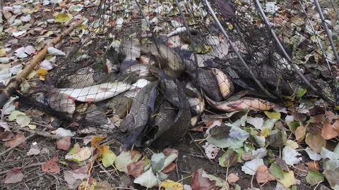 Fish hooked in a seine Stock Footage 81430729