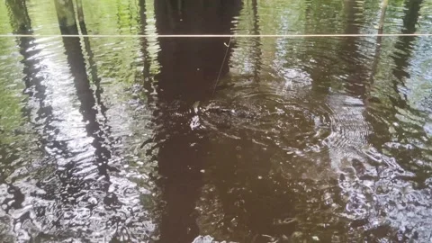 Fish hooked on surface longline bait. Catch a fish with passive technique. Vídeo Stock 309317261