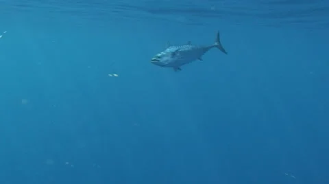 Fish Hooked Underwater Stock Footage 1056886