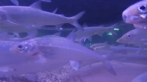 Fish Huge School Of Silver Fish Видео 54992491