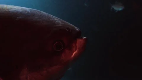 Fish with human like Teeth, Pacu, Swims in a Dark Aquarium Stock Footage 320083020