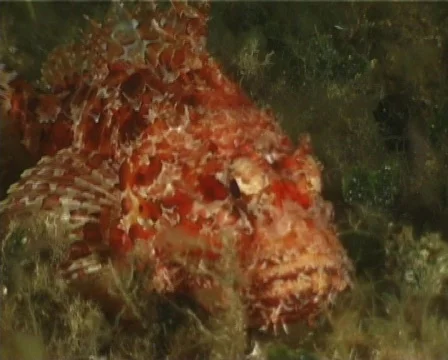 Fish hunt (C027) 動画素材 99418