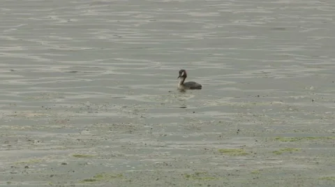 The fish hunt in the lake Stock Footage 59900028