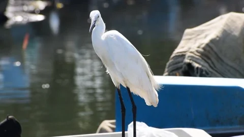 Fish hunting heron Stock Footage 258457349
