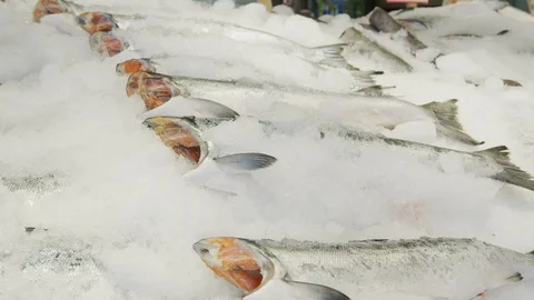 Fish On Ice At Farmers Market // Pikes Place, Seattle, WA Stock Footage