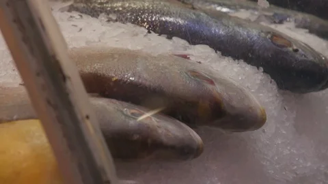 Fish on ice Stock Footage 106591702
