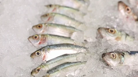 Fish On Ice Video stock 122857455