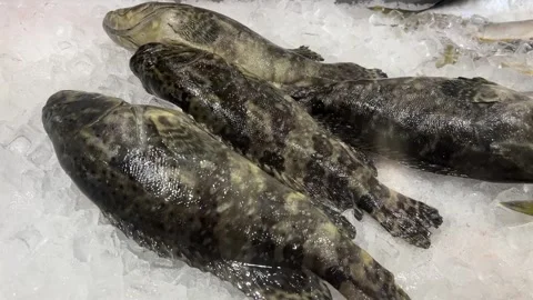 Fish on Ice Stock Footage 280135739