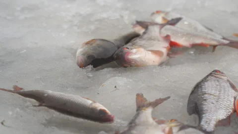 Fish on the ice. Perch and roach Stock Footage 121959108
