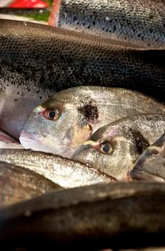 Fish on ice Stock Photos