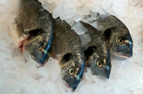Fish on ice Stock Photos