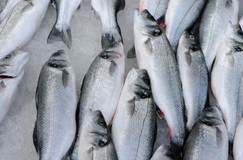 Fish on ice Stock Photos