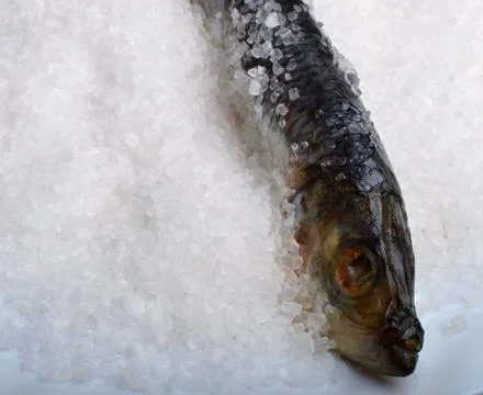 Fish in the ice Stock Photos