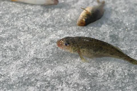 Fish on ice Stock Photos