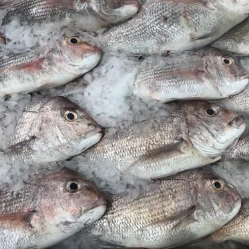 Fish on ice Stock Photos