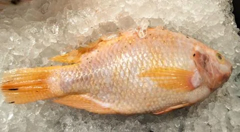 Fish on the ice Stock Photos