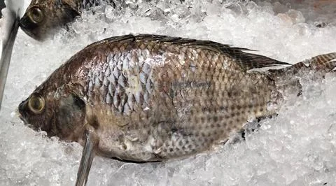 Fish on the ice Stock Photos