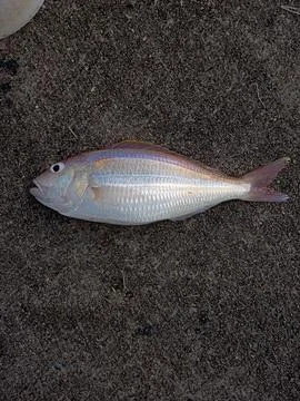 Fish on ice Stock Photos