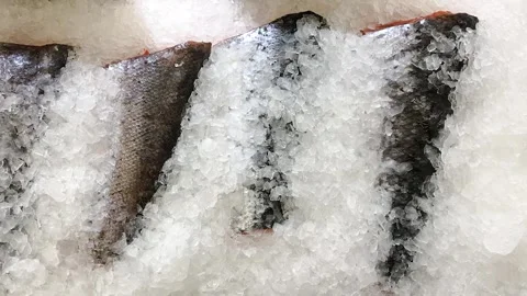 Fish in ice in the refrigerator 스톡 동영상 259821784