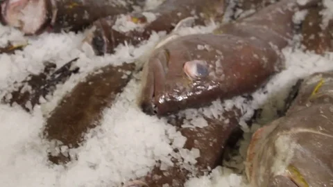 Fish on ice seafood cooler Stock Footage 71010108
