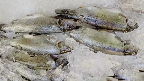 Fish on ice under lights at market Stock Footage 229821919