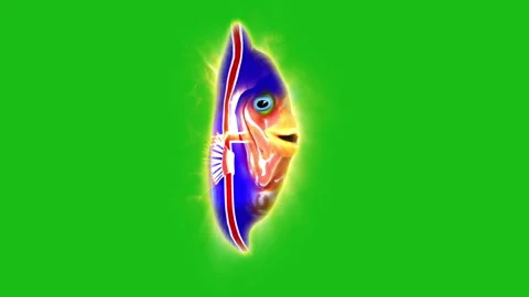Fish Iceland footage Stock Footage 259843445