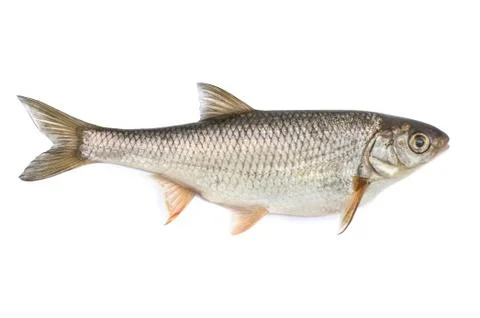Fish ide, isolated on white background 스톡 사진